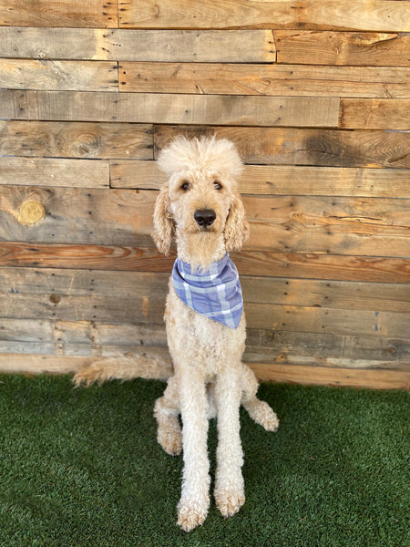 Grey, Blue, and Cream Plaid scARF