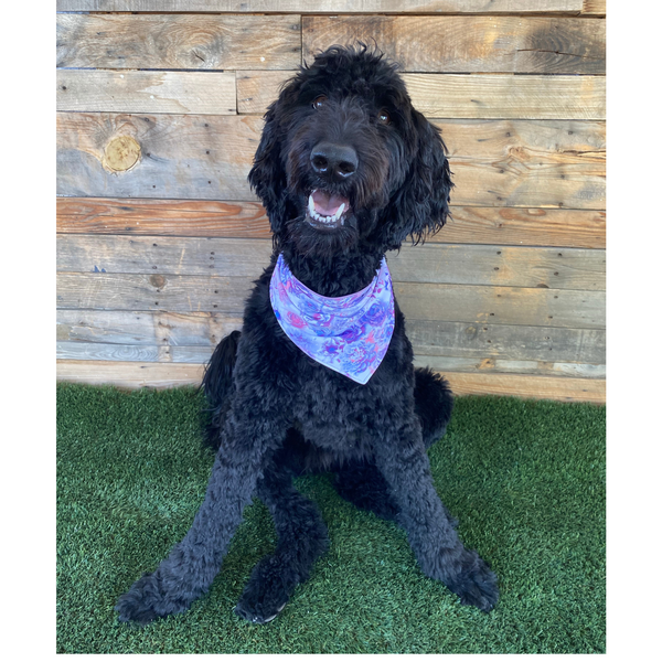 A close-up view of a Reversible Lavender and Pastel Rose Print Dog Swim scARF. The scARF features a soft lavender side on one half and a charming pastel rose print on the other half. It is tied neatly around a black dog's neck, showcasing its adjustable and comfortable fit. The scARF adds a touch of style to the dog's appearance, with the vibrant colors and floral pattern beautifully complementing the furry friend's fur.