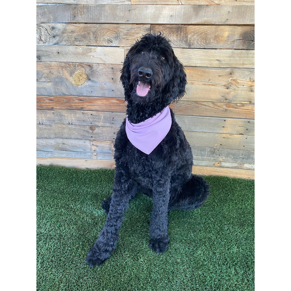 A close-up view of a Reversible Lavender and Pastel Rose Print Dog Swim scARF. The scARF features a soft lavender side on one half and a charming pastel rose print on the other half. It is tied neatly around a black dog's neck, showcasing its adjustable and comfortable fit. The scARF adds a touch of style to the dog's appearance, with the vibrant colors and floral pattern beautifully complementing the furry friend's fur.