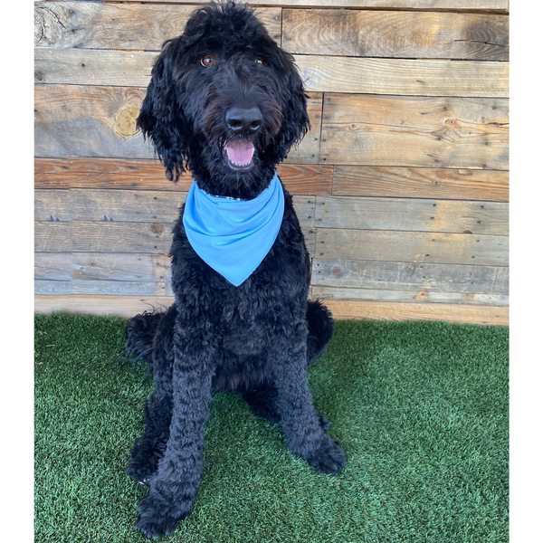 Close up picture of reversible dog swim scARF, aka cooling bandana for dogs. on a black dog. Showcasing a light blue color on one side and an abstract navy blue print on the other side. Pipevine Designs.