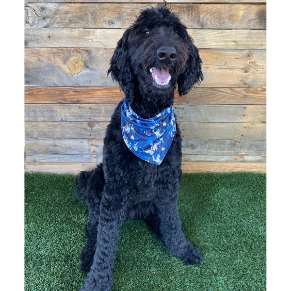 Close up picture of reversible dog swim scARF, aka cooling bandana for dogs. on a black dog. Showcasing a light blue color on one side and an abstract navy blue print on the other side. Pipevine Designs.