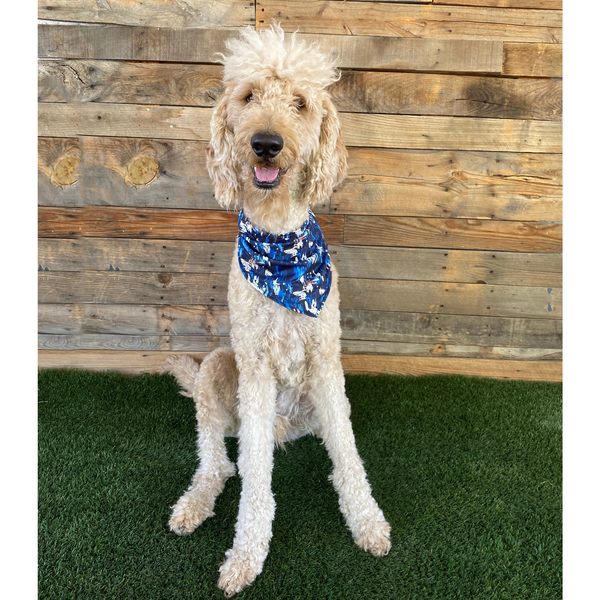 Close up picture of reversible dog swim scARF, aka cooling bandana for dogs. on a cream dog. Showcasing a light blue color on one side and an abstract navy blue print on the other side. Pipevine Designs.