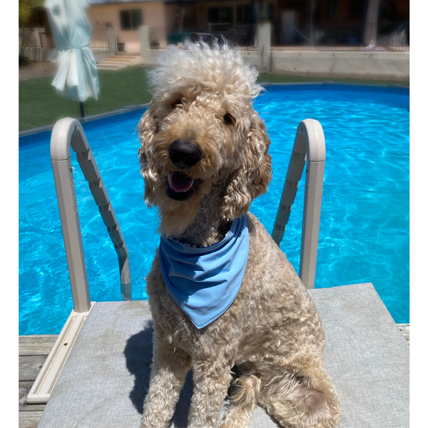 Close up picture of reversible dog swim scARF, aka cooling bandana for dogs. on a cream dog in front of a pool. Showcasing a light blue color on one side and an abstract navy blue print on the other side. Pipevine Designs.