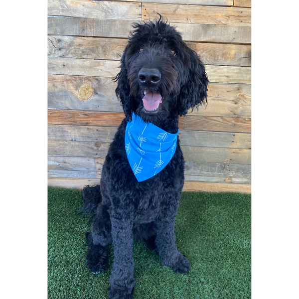 Close up picture of swim scARF (aka, cooling bandana for dogs), in a turquoise color with white arrows. On a black dog in grass. Pipevine designs.