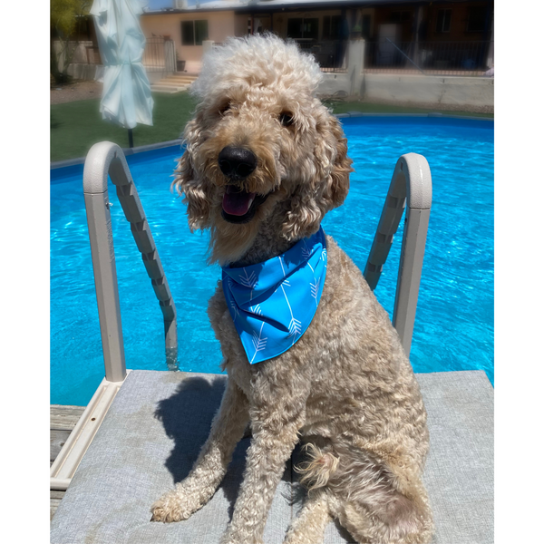 Close up picture of swim scARF (aka, cooling bandana for dogs), in a turquoise color with white arrows. On a cream dog in from of a pool.  Pipevine designs.