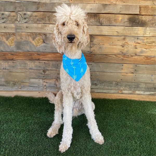 Close up picture of swim scARF (aka, cooling bandana for dogs), in a turquoise color with white arrows. On a cream dog in grass. Pipevine designs.