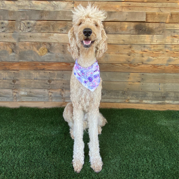 A close-up view of a Reversible Lavender and Pastel Rose Print Dog Swim scARF. The scARF features a soft lavender side on one half and a charming pastel rose print on the other half. It is tied neatly around a cream dog's neck, showcasing its adjustable and comfortable fit. The scARF adds a touch of style to the dog's appearance, with the vibrant colors and floral pattern beautifully complementing the furry friend's fur.