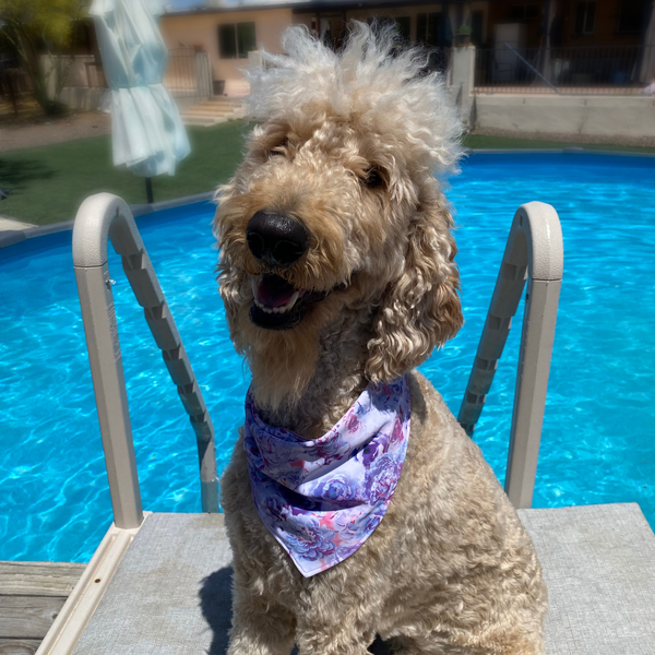 A close-up view of a Reversible Lavender and Pastel Rose Print Dog Swim scARF. The scARF features a soft lavender side on one half and a charming pastel rose print on the other half. It is tied neatly around a cream dog's neck, showcasing its adjustable and comfortable fit. The scARF adds a touch of style to the dog's appearance, with the vibrant colors and floral pattern beautifully complementing the furry friend's fur.