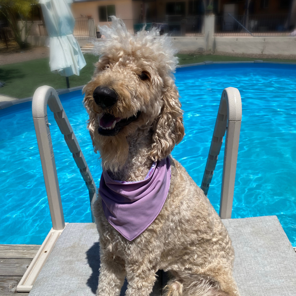 A close-up view of a Reversible Lavender and Pastel Rose Print Dog Swim scARF. The scARF features a soft lavender side on one half and a charming pastel rose print on the other half. It is tied neatly around a cream dog's neck, showcasing its adjustable and comfortable fit. The scARF adds a touch of style to the dog's appearance, with the vibrant colors and floral pattern beautifully complementing the furry friend's fur.