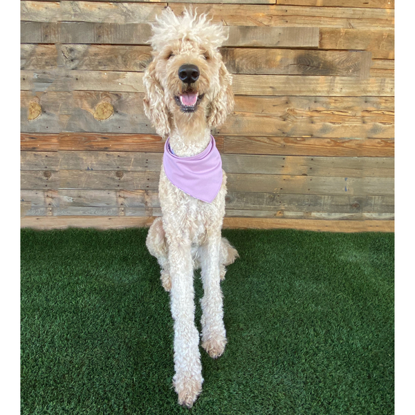A close-up view of a Reversible Lavender and Pastel Rose Print Dog Swim scARF. The scARF features a soft lavender side on one half and a charming pastel rose print on the other half. It is tied neatly around a cream dog's neck, showcasing its adjustable and comfortable fit. The scARF adds a touch of style to the dog's appearance, with the vibrant colors and floral pattern beautifully complementing the furry friend's fur.