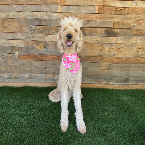 Close up picture of hot pink and lime green floral swim scARF (aka cooling bandana for dogs). Pictured on a cream dog in grass.Pipevine Designs.