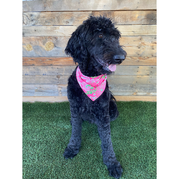 Close up picture of hot pink and lime green floral swim scARF (aka cooling bandana for dogs). Pictured on a black dog in grass.  Pipevine Designs.