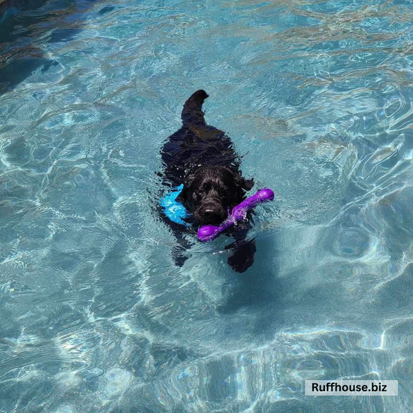 Close up picture of swim scARF (aka, cooling bandana for dogs), in a turquoise color with white arrows. On a black dog swimming in a pool. Pipevine designs.