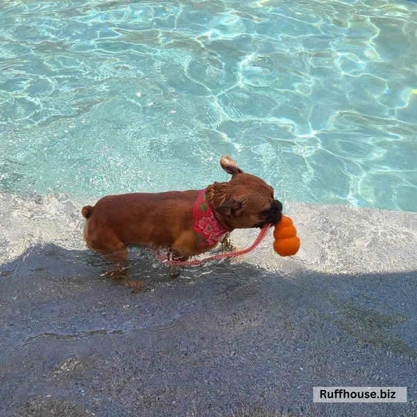 Close up picture of hot pink and lime green floral swim scARF (aka cooling bandana for dogs). Pictured on a French bulldog in the pool. Pipevine Designs.