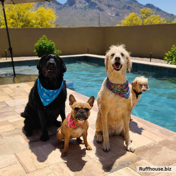 Close up picture of swim scARF (aka, cooling bandana for dogs), in a turquoise color with white arrows. On a black lab sitting by a pool, with a french bulldog and yellow lab also wearing other swim scARFS.  Pipevine designs.