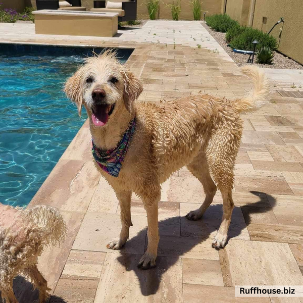 Close up picture on a wet golden, of the retro swim scARF (cooling bandana for dogs). Its bold and colorful floral print will make your pet stand out at the beach or by the pool. Pictured with a matching swim scrunchie. Pipevine Designs