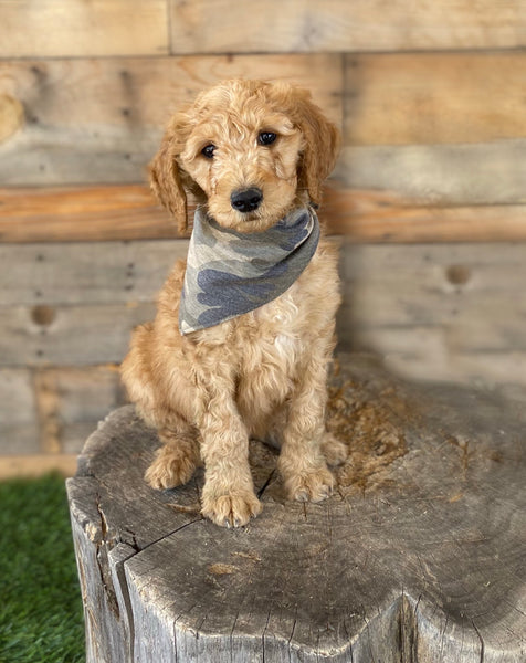 Camouflage scARF