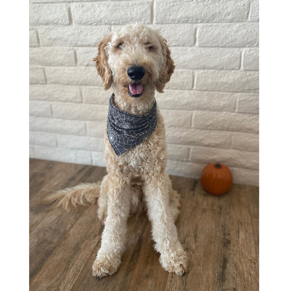 spider webs on soft black scarf dog bandana on dog Pipevine designs