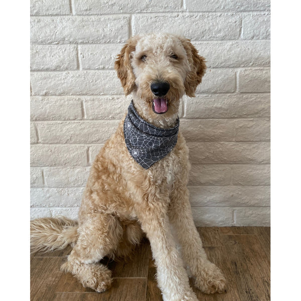 spider webs on soft black scarf dog bandana on dog Pipevine designs