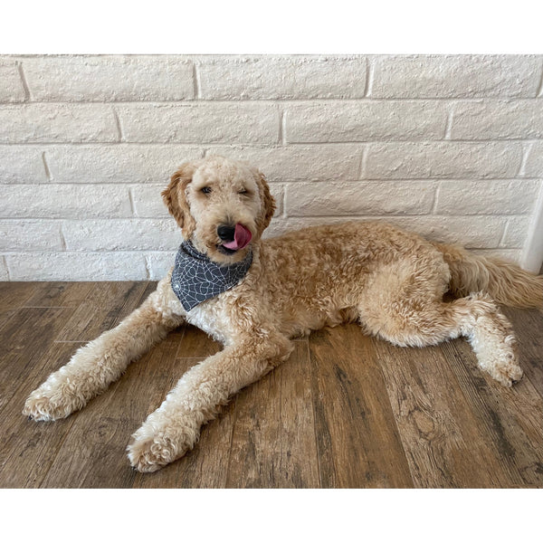 spider webs on soft black scarf dog bandana  on dog Pipevine designs