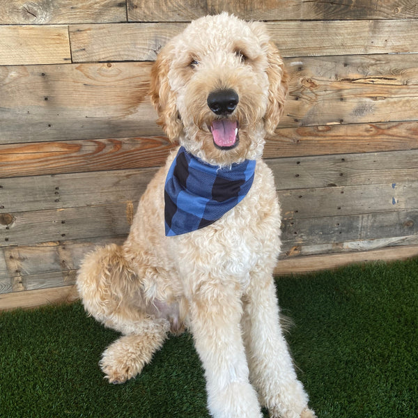 blue and black buffalo plaid cozy scARF on dog pipevine designs