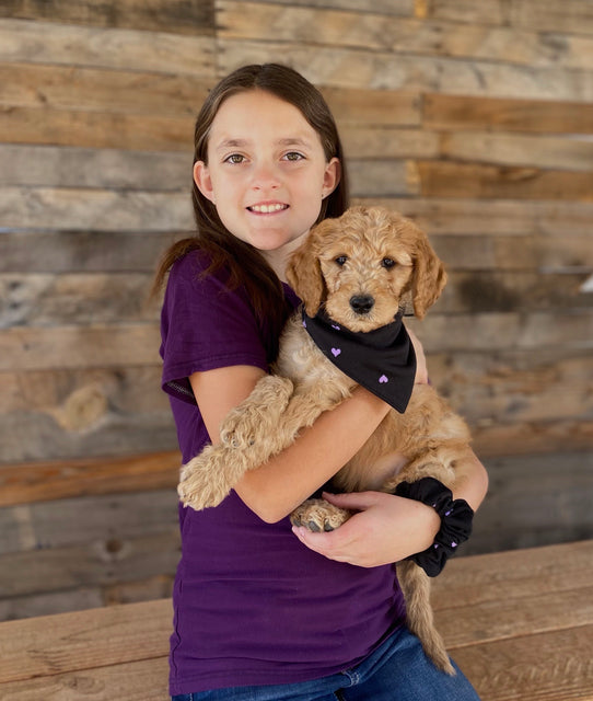 A girl and her furry friend snuggle up together while wearing matching scrunchie and scARF - a super soft dog bandana. The girl is smiling and holding the puppy, who looks comfortable and happy in the cozy scARF. The accessories add a pop of color and style to the image, creating a heartwarming and adorable moment between the two.