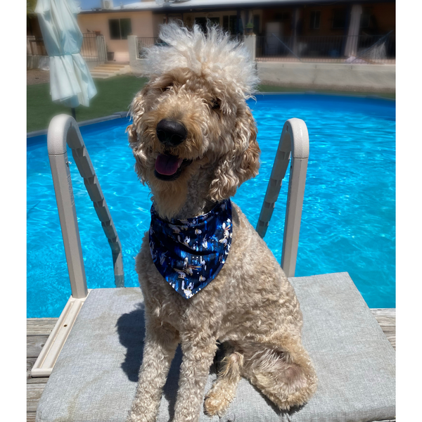 Close up picture of reversible dog swim scARF, aka cooling bandana for dogs. on a cream dog in front of a pool. Showcasing a light blue color on one side and an abstract navy blue print on the other side. Pipevine Designs.