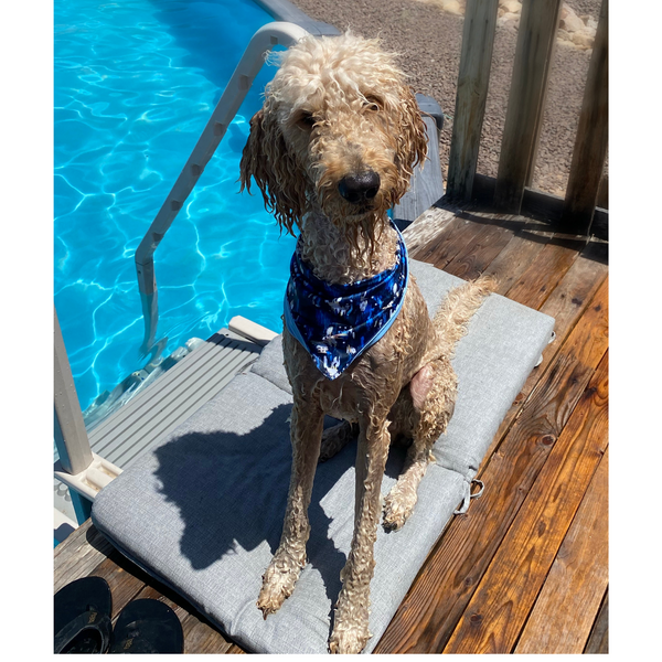 Close up picture of reversible dog swim scARF, aka cooling bandana for dogs. on a wet cream dog in front of a pool. Showcasing a light blue color on one side and an abstract navy blue print on the other side. Pipevine Designs.