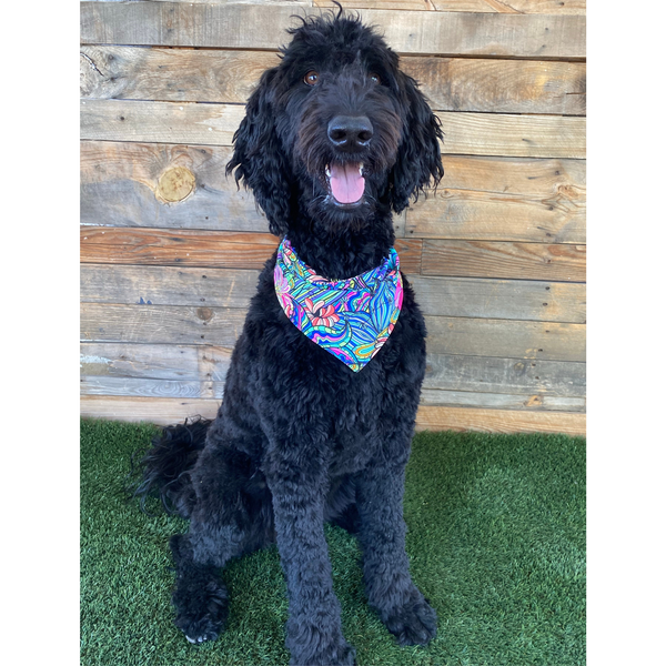Close up picture on a black dog, of the retro swim scARF (cooling bandana for dogs). Its bold and colorful floral print will make your pet stand out at the beach or by the pool. Pipevine Designs