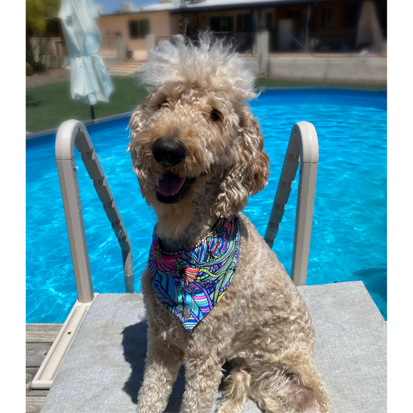 Close up picture on a cream dog by a pool, of the retro swim scARF (cooling bandana for dogs). Its bold and colorful floral print will make your pet stand out at the beach or by the pool. Pictured with a matching swim scrunchie. Pipevine Designs