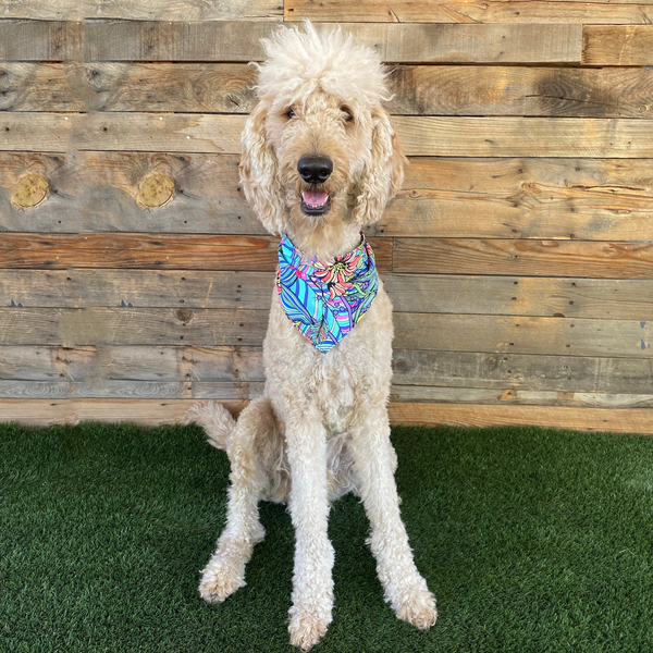 Close up picture on a cream dog, of the retro swim scARF (cooling bandana for dogs). Its bold and colorful floral print will make your pet stand out at the beach or by the pool. Pipevine Designs