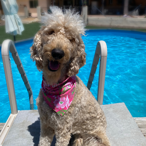 Close up picture of hot pink and lime green floral swim scARF (aka cooling bandana for dogs). Pictured on a cream goldendoodle by the pool. Pipevine Designs.