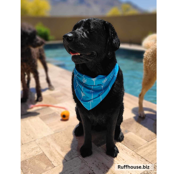 Close up picture of swim scARF (aka, cooling bandana for dogs), in a turquoise color with white arrows. On a wet black lab sitting by a pool. Pipevine designs.