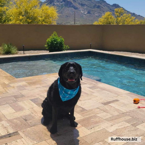 Close up picture of swim scARF (aka, cooling bandana for dogs), in a turquoise color with white arrows. On a big black lab wet and sitting by the pool. Pipevine designs.