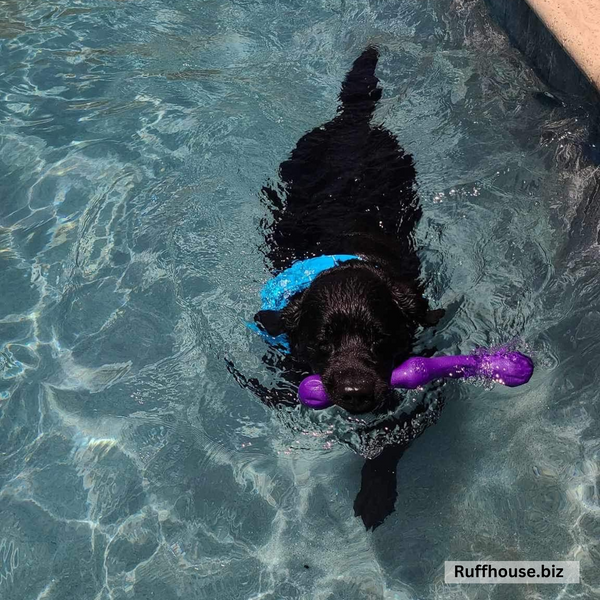 Close up picture of swim scARF (aka, cooling bandana for dogs), in a turquoise color with white arrows. On a black lab swimming in a pool. Pipevine designs.
