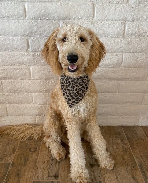 Small Leopard on Taupe scARF