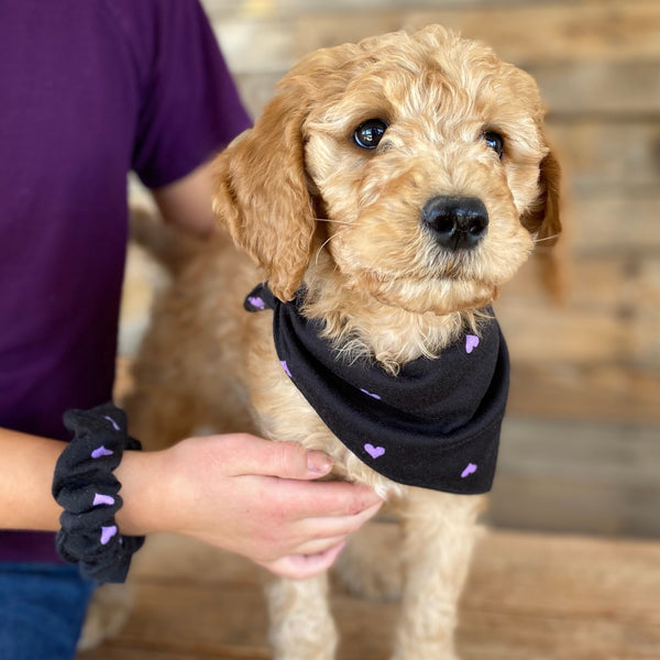 Purple Hearts on black scarf bandana and  matching scrunchie on puppy and kid wrist